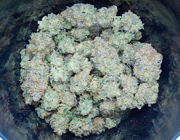 Общие впечатления о грове сорта конопли Crescendo RBX1 Собранные шишки конопли