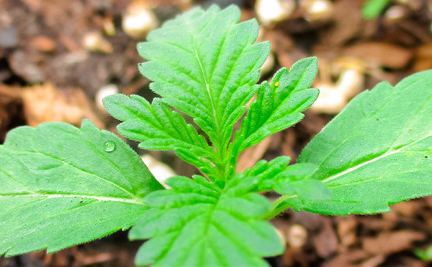 Проращивание Pineapple Chunk Проращивание семян конопли Pineapple Chunk