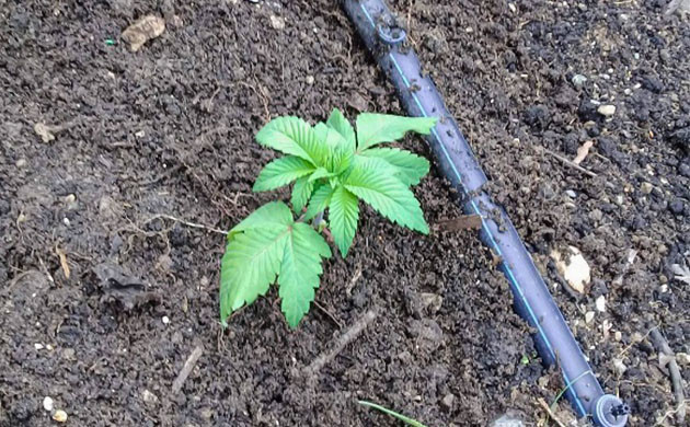 Росток Golosa в аутдоре