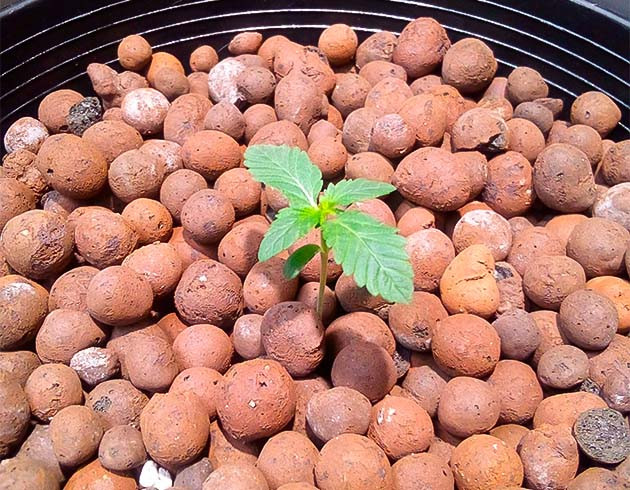 Высадка конопли в DWC-систему Росток Strawberry OG Cookies R1 ростом 5 см