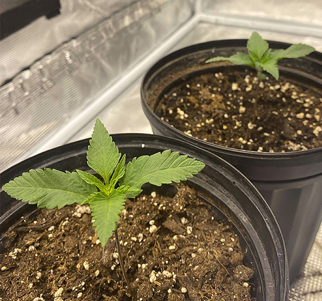 Начало выращивания King's Juice от GHS Проращивание семян марихуаны King's Juice