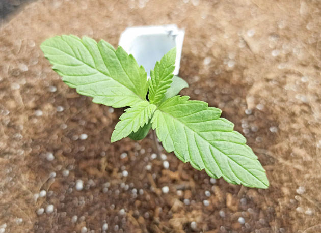 Условия для успешного роста Tropicana Cookies Auto Световой режим и удобрения для Tropicana Cookies Auto