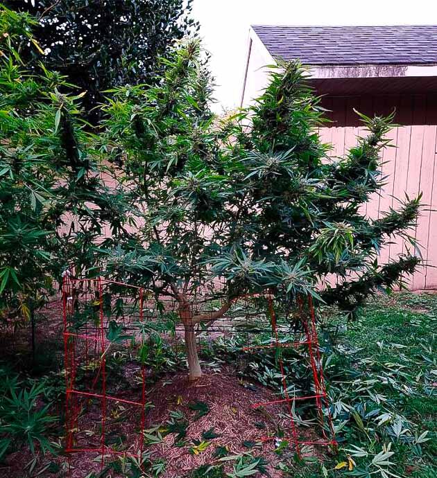 Ранняя срезка кустов при обнаружении грибка Серая гниль на бутонах конопли перед ранним харвестом