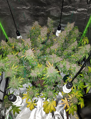 Куст марихуаны после промывки Промывка конопли