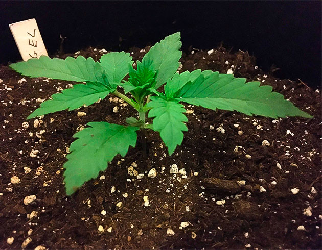 Пересадка марихуаны при выращивании Росток Gelato Auto ростом 5 см