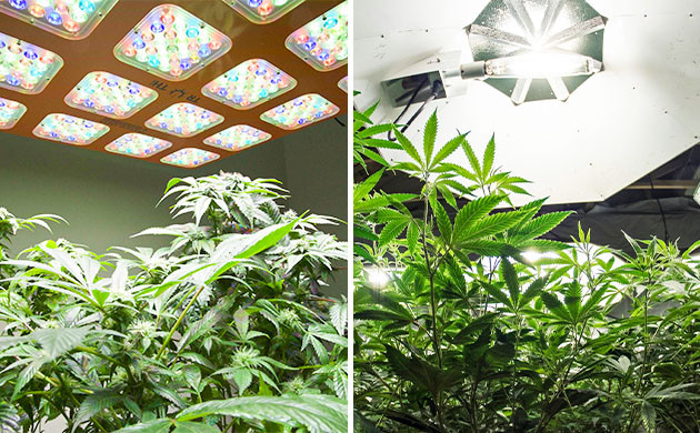 Выбор правильного освещения для каннабиса Освещение конопля в зависимости от фазы развития