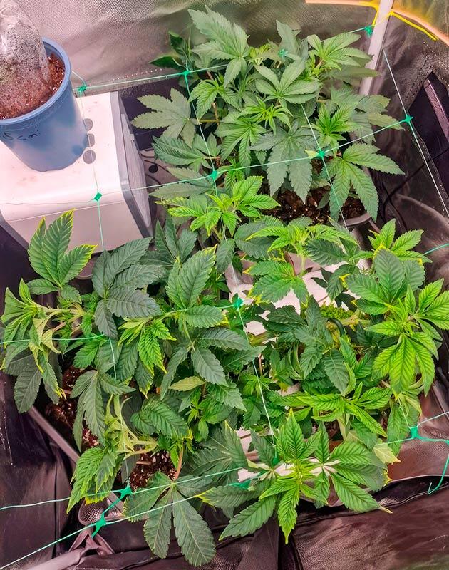 Насыщенный запах с нотами сладости Кусты Poddy Mouth на стадии вегетации