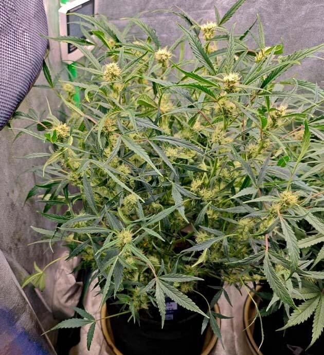 Каннабис ростом 77 см