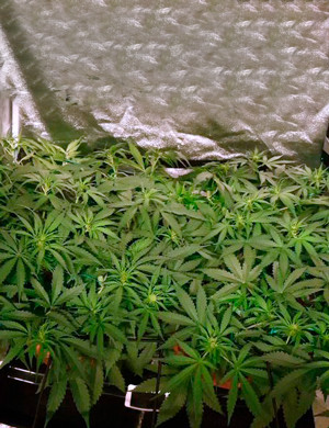 Начало цветения на 6 неделе Появление бутонов