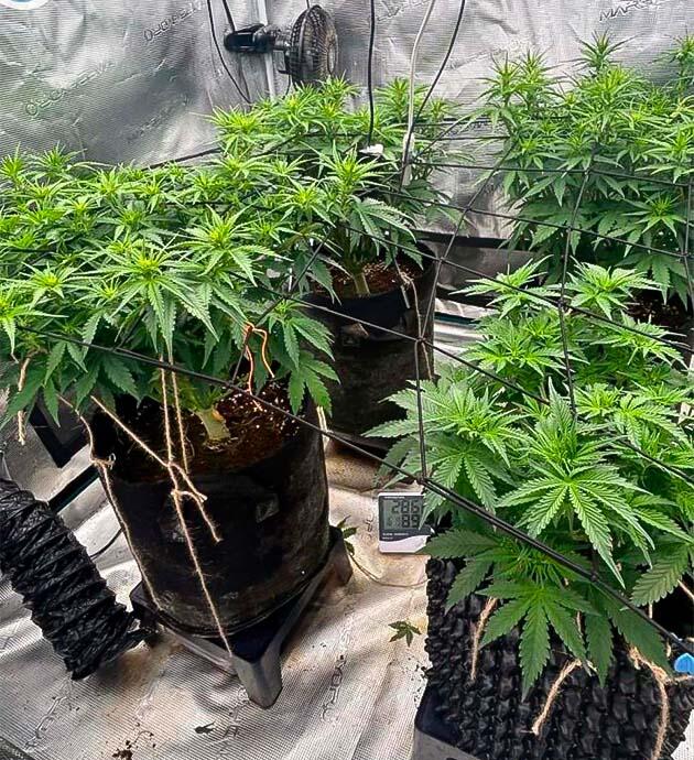 Старт цветения и формирование будущих бутонов Конопля под сеткой ScrOG