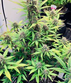 Формирование шишек Куст конопли на восьмой неделе выращивания