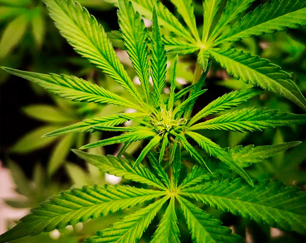 Появление соцветий конопли Точки роста шишек