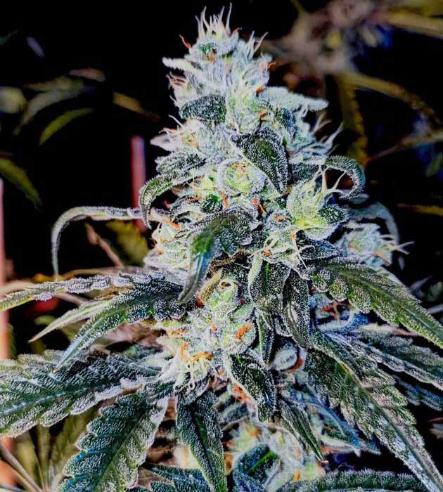 Изменение цвета листвы и общего вида растения Lemon Citron Образование толстых шишек Lemon Citron