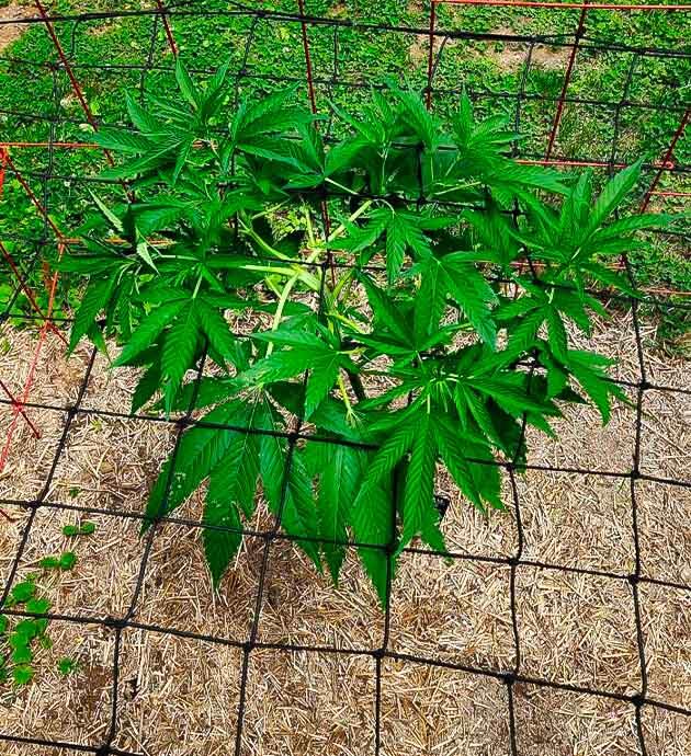 Полив каннабиса из шланга Каннабис на 8 неделе роста