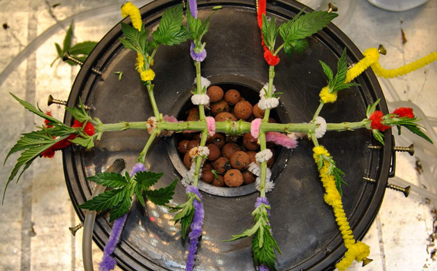 Использование дефолиации Gorilla Glue Auto после дефолиации на 6 неделе