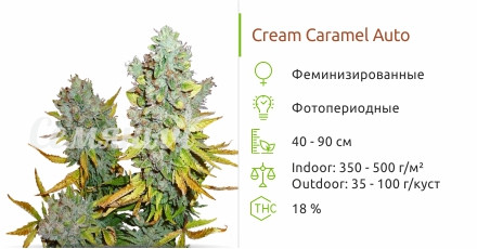 Сорт конопли Cream Caramel Auto Cream Caramel Auto fem от Sweet Seeds
