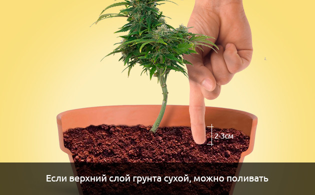 Коричневая конопля из-за водного стресса Чрезмерный полив