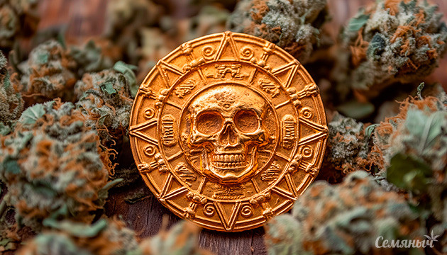 Acapulco Gold — Истоки мировой селекции каннабиса Acapulco Gold — Легенда мексиканских гор