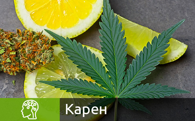 Карен в конопле Терпен карен