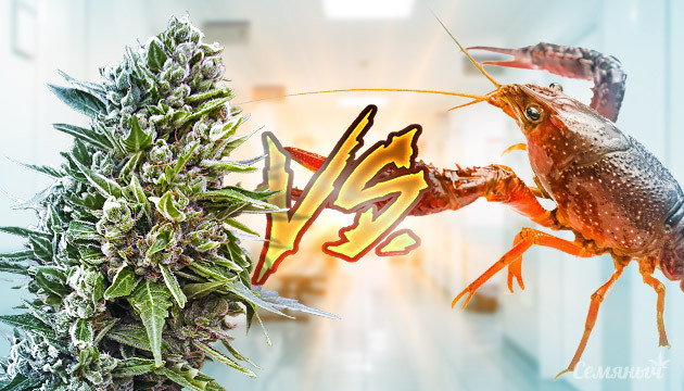 Конопля против рака Конопля и рак