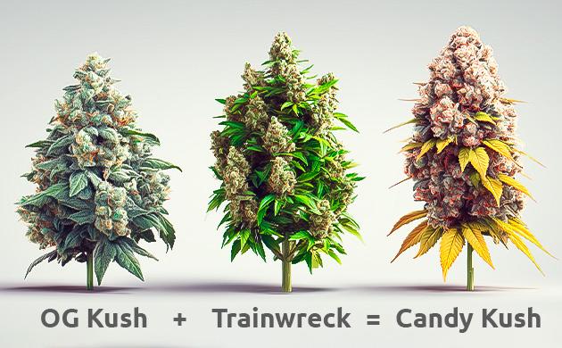 Разнообразие генетики сорта Candy Kush Селекция и генетические вариации сорта Candy Kush