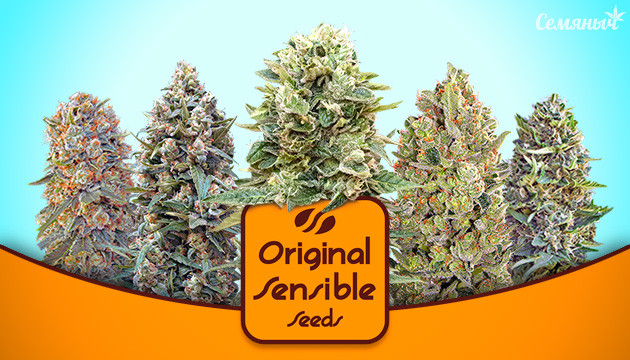 Семена марихуаны от Original Sensible Seeds Семена конопли по доступной цене