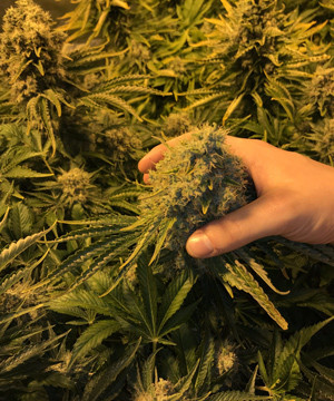 Марихуана перед харвестом Кола LSD