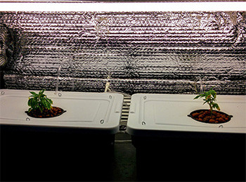 Отделение 2 кустов для продолжения выращивания Саженцы для клонирования