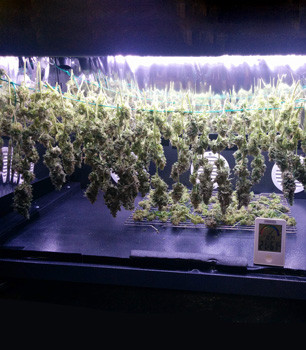 Собранный урожай Сушка урожая Fruit Punch