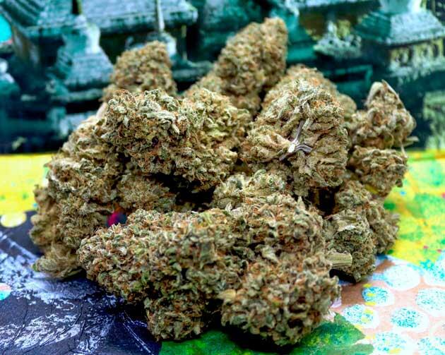 Общие впечатления о грове сорта Mint Jelly Auto Собранные шишки конопли