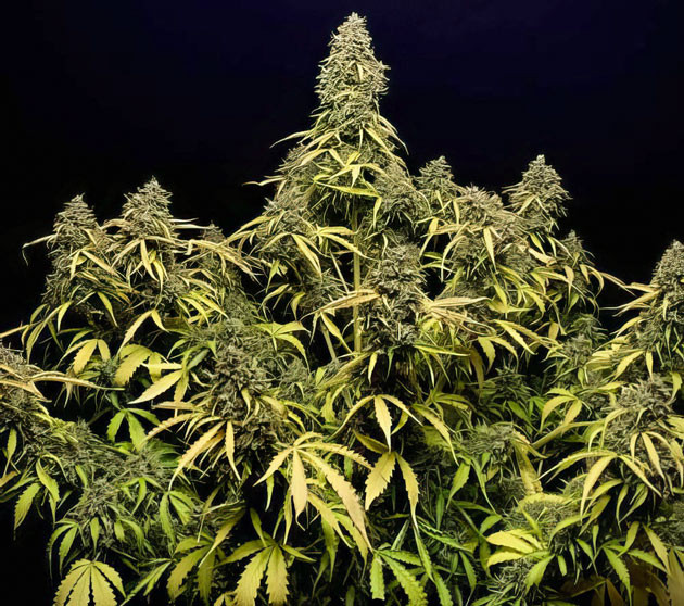 Перемещение куста в темный шкаф для увеличения концентрации смолы и аромата Куст Strawberry Gorilla Auto на 11 неделе