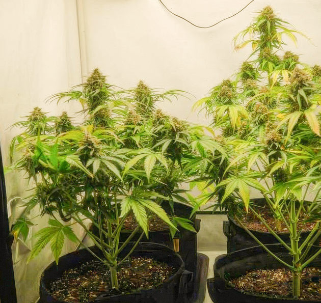 Завершение цветения Кусты Apollo F1 Auto на 11 неделе выращивания