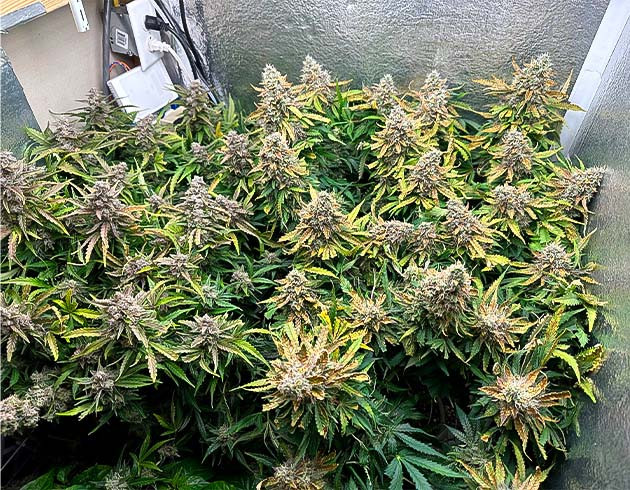 Завершение выращивания на 12 неделе Куст перед харвестом