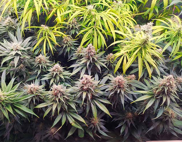 13 неделя роста марихуаны Появление фиолетового оттенка на конопле