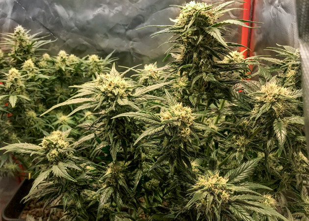 Куст конопли на 7 неделе выращивания Соцветия конопли