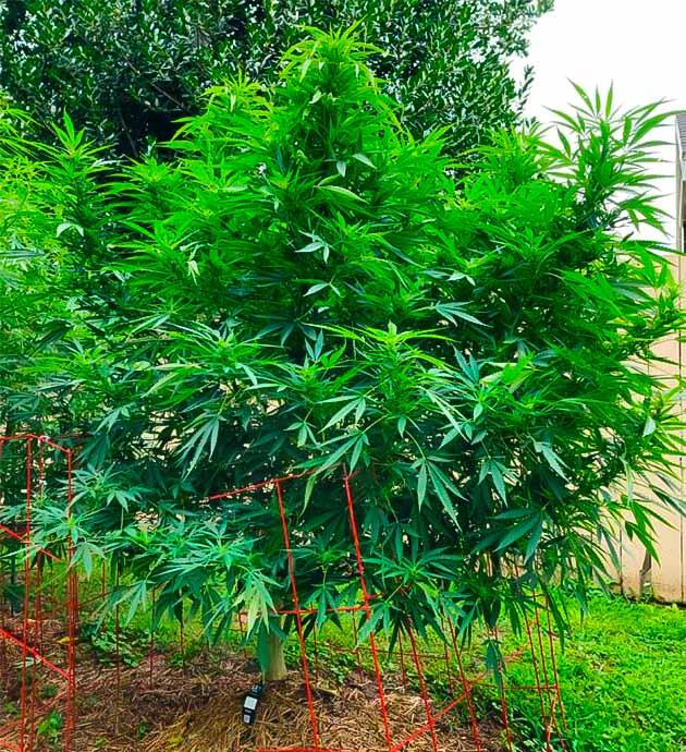 Дефолиация и удаление ненужных побегов Конопля GG4 Sherbet FF с удалёнными мелкими побегами