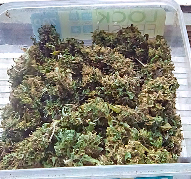 Eleven Roses: итоги выращивания Результаты выращивания Eleven Roses