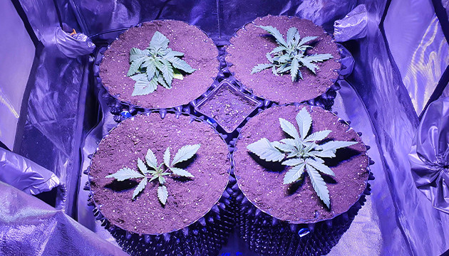 Различия в фенотипе у кустов Gorilla Zkittlez Четыре куста в горшки Airpots