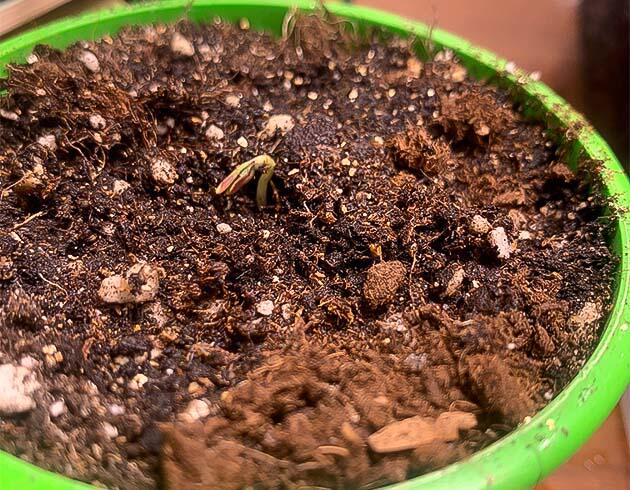 Проращивание марихуаны Проращивание семени конопли в воде