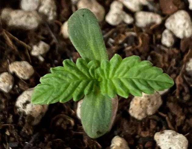 Новый цикл: первые дни молодого ростка в гроутенте Росток сорта Northern Lights 10 of 10