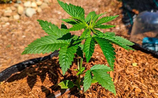 Высадка в аут и полив конопли Росток Gorilla Cookies FF от FastBuds на 1-3 неделе