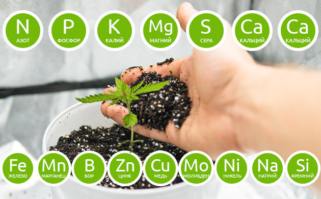Основные элементы для рациона конопли Макро- и микроэлементы для конопли
