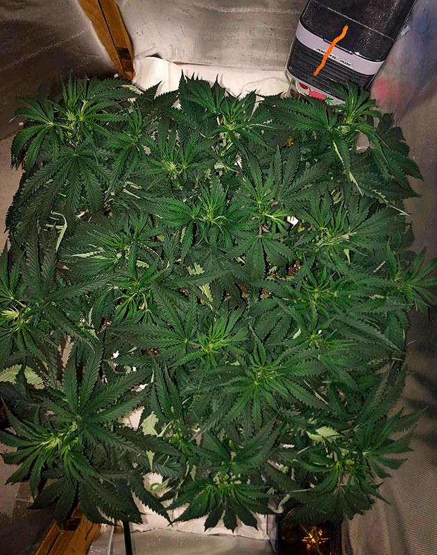 Готовность к цветению: подготовка палатки и удаление лишней листвы Финальная стадия вегетации: подготовка к цветению и оптимальные условия