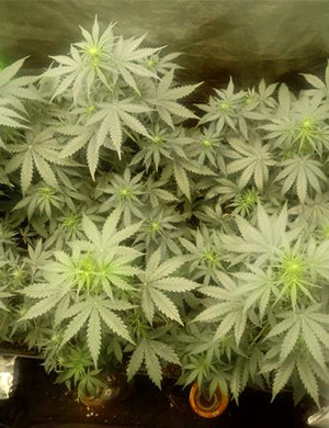 Четвертая неделя выращивания Кусты ростом 15 см