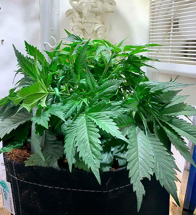 Trainwreck: густая крона и активный рост Конопля на 4 неделе роста