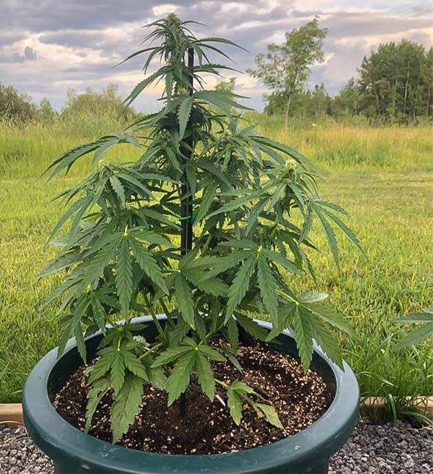 Перевод на цветение растения Original Jack Herer Auto Стимуляция цветения сорта Original Jack Herer Auto