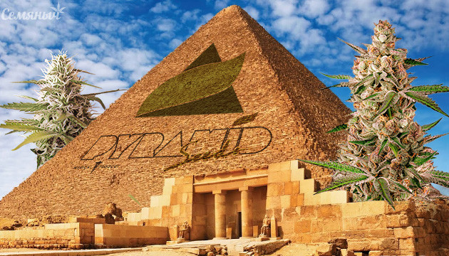 Подборка сортов марихуаны от Pyramid Seeds Сорта конопли от Pyramid Seeds