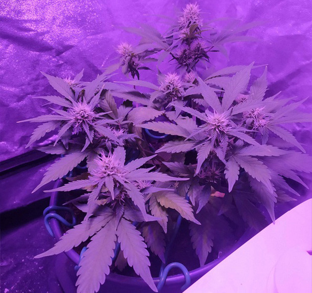 Появление аромата у соцветий Пожелтевшие нижние листья куста