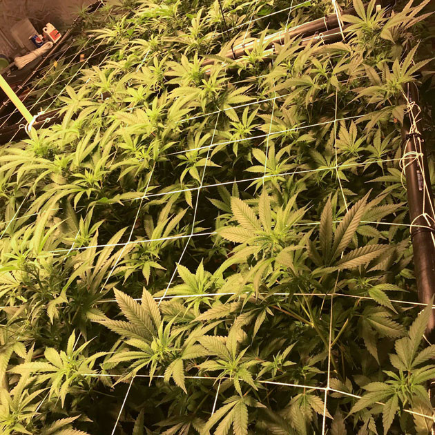 Начало цветения конопли Кусты ростом 76 см