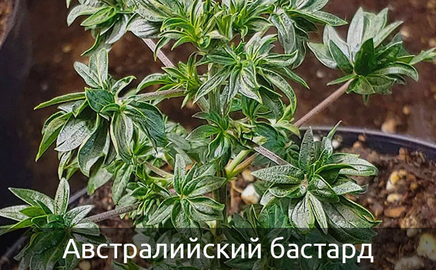 Австралийский бастард Куст конопли с множеством пучков листьев